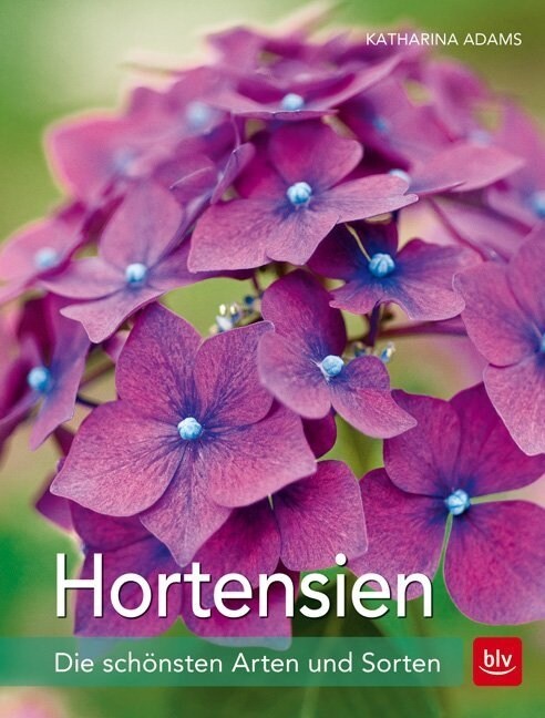 Hortensien (Paperback)