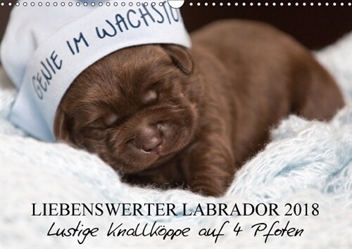 Liebenswerter Labrador 2018 (Wandkalender 2018 DIN A3 quer) (Calendar)