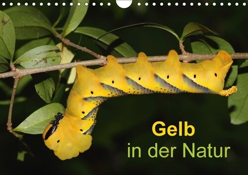 Gelb in der Natur (Wandkalender 2018 DIN A4 quer) (Calendar)