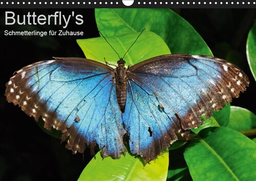 Butterflys - Schmetterlinge fur Zuhause (Wandkalender 2019 DIN A3 quer) (Calendar)