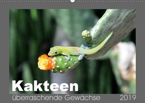 Kakteen - uberraschende Gewachse (Wandkalender 2019 DIN A2 quer) (Calendar)