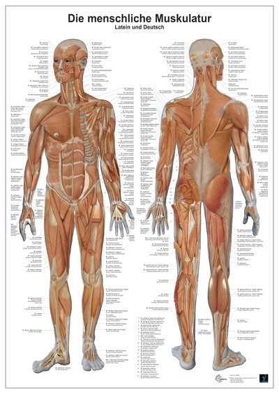 Anatomie-Lerntafel - Die menschliche Muskulatur (General Merchandise)