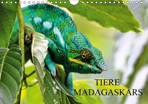 Tiere Madagaskars (Wandkalender 2019 DIN A4 quer) (Calendar)