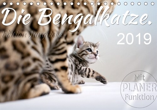 Die Bengalkatze. Edition Jungtiere (Tischkalender 2019 DIN A5 quer) (Calendar)