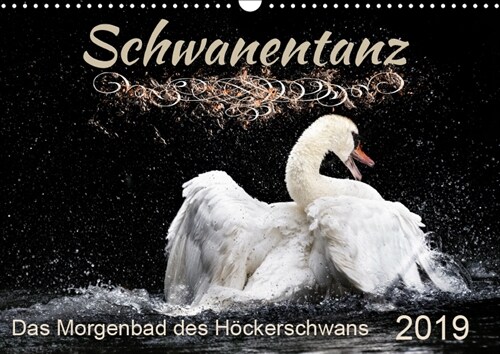 Das Morgenbad des Hockerschwans (Wandkalender 2019 DIN A3 quer) (Calendar)