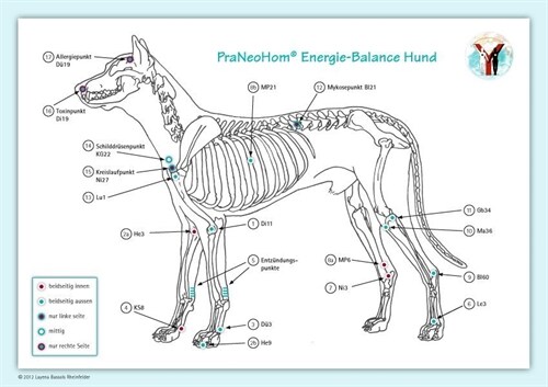 Akupunktur-Tafel Hund (Poster)