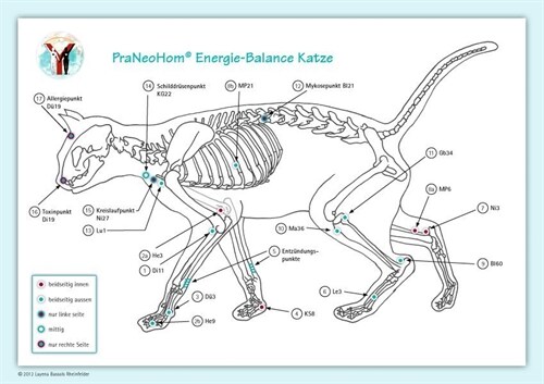 Akupunktur-Tafel Katze (Poster)