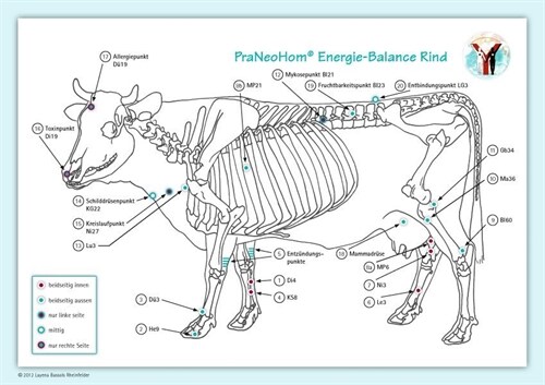 Akupunktur-Tafel Rind/Kuh (Poster)