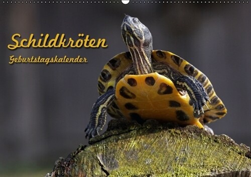 Schildkroten Geburtstagskalender (Wandkalender immerwahrend DIN A2 quer) (Calendar)