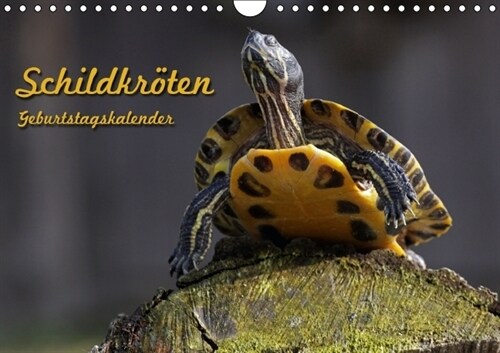 Schildkroten Geburtstagskalender (Wandkalender immerwahrend DIN A4 quer) (Calendar)