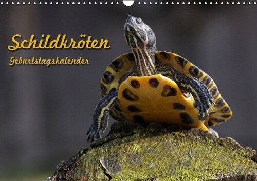 Schildkroten Geburtstagskalender (Wandkalender immerwahrend DIN A3 quer) (Calendar)