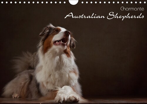 Charmante Australian Shepherds (Wandkalender 2019 DIN A4 quer) (Calendar)