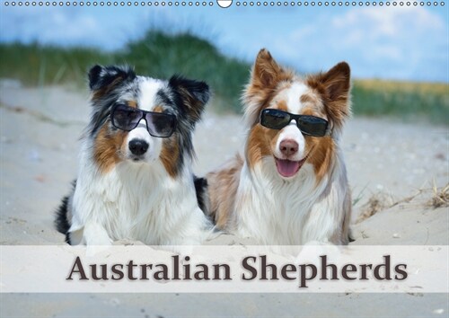 Wunderbare Australian Shepherds (Wandkalender 2019 DIN A2 quer) (Calendar)