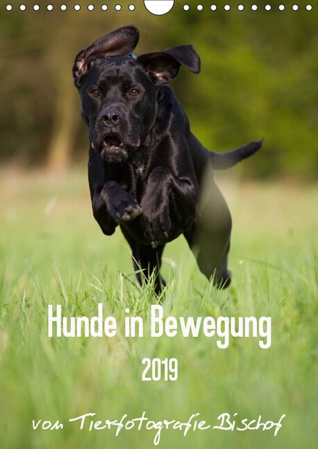 Hunde in Bewegung 2019 von Tierfotografie Bischof (Wandkalender 2019 DIN A4 hoch) (Calendar)