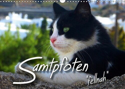 SAMTPFOTEN fellnah (Wandkalender 2019 DIN A3 quer) (Calendar)