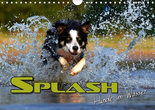SPLASH - Hunde im Wasser (Wandkalender 2019 DIN A4 quer) (Calendar)