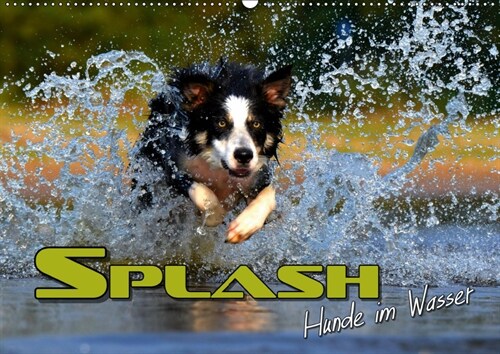 SPLASH - Hunde im Wasser (Wandkalender 2019 DIN A2 quer) (Calendar)