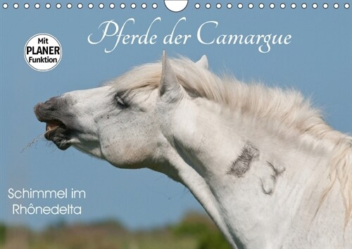 Pferde der Camargue - Schimmel im Rhonedelta (Wandkalender 2018 DIN A4 quer) (Calendar)