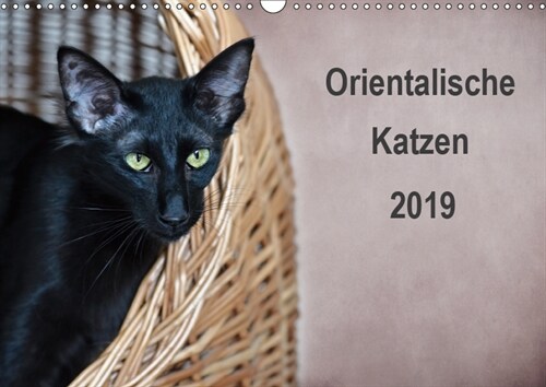 Orientalische Katzen (Wandkalender 2019 DIN A3 quer) (Calendar)