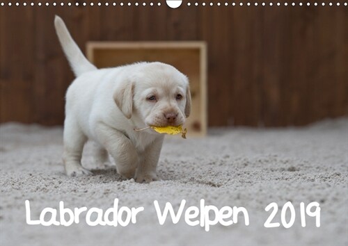 Labrador Welpen (Wandkalender 2019 DIN A3 quer) (Calendar)