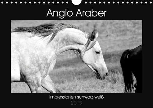 Anglo Araber Impressionen schwarz weiß (Wandkalender 2019 DIN A4 quer) (Calendar)