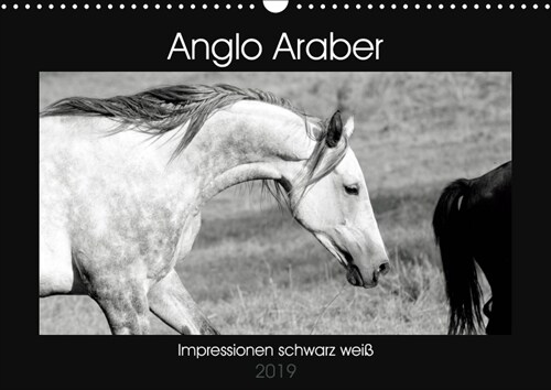 Anglo Araber Impressionen schwarz weiß (Wandkalender 2019 DIN A3 quer) (Calendar)