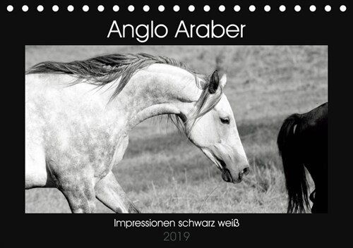 Anglo Araber Impressionen schwarz weiß (Tischkalender 2019 DIN A5 quer) (Calendar)