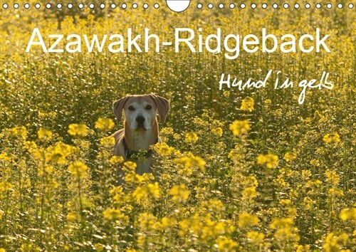 Azawakh-Ridgeback Hund in gelb (Wandkalender 2019 DIN A4 quer) (Calendar)