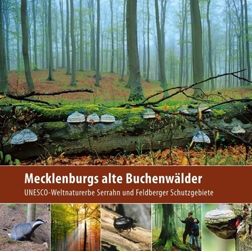 Mecklenburgs alte Buchenwalder (Hardcover)
