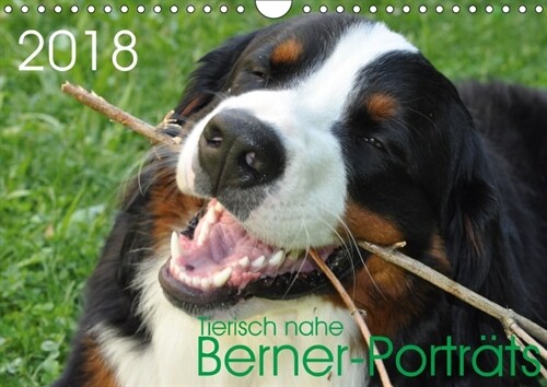 Tierisch nahe Berner-Portrats (Wandkalender 2018 DIN A4 quer) (Calendar)