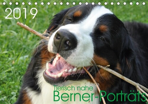 Tierisch nahe Berner-Portrats (Tischkalender 2019 DIN A5 quer) (Calendar)