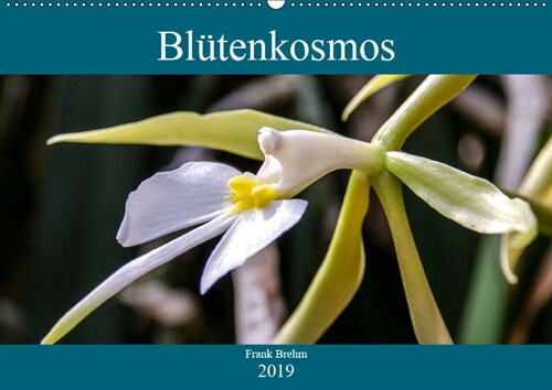 Blutenkosmos (Wandkalender 2019 DIN A2 quer) (Calendar)
