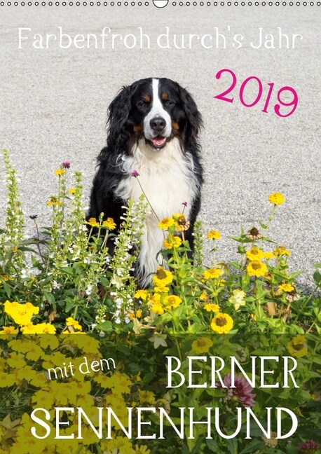 Farbenfroh durchs Jahr mit dem Berner Sennenhund (Wandkalender 2019 DIN A2 hoch) (Calendar)