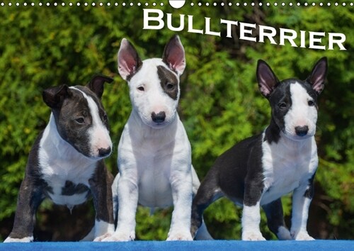 Bullterrier (Wandkalender 2018 DIN A3 quer) (Calendar)