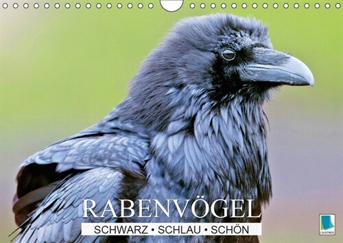 Rabenvogel: Schwarz, schlau, schon (Wandkalender 2019 DIN A4 quer) (Calendar)