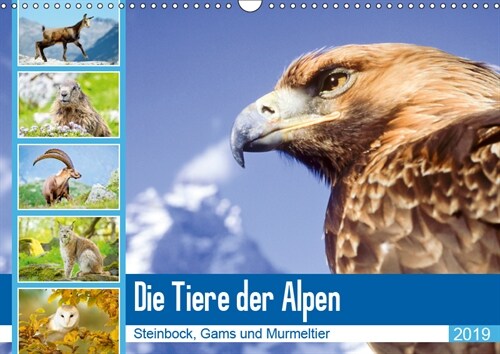 Tiere der Alpen: Steinbock, Gams und Murmeltier (Wandkalender 2019 DIN A3 quer) (Calendar)