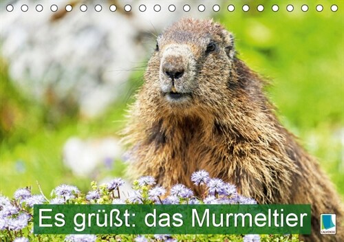 Es grußt: das Murmeltier (Tischkalender 2019 DIN A5 quer) (Calendar)