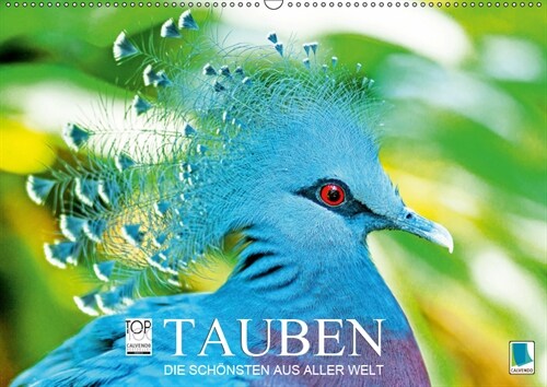 Tauben: die Schonsten aus aller Welt (Wandkalender 2019 DIN A2 quer) (Calendar)