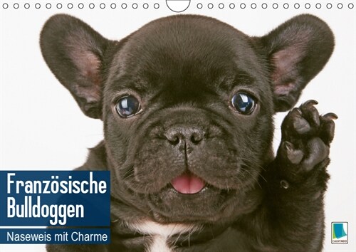 Franzosische Bulldoggen: Naseweis mit Charme (Wandkalender 2019 DIN A4 quer) (Calendar)
