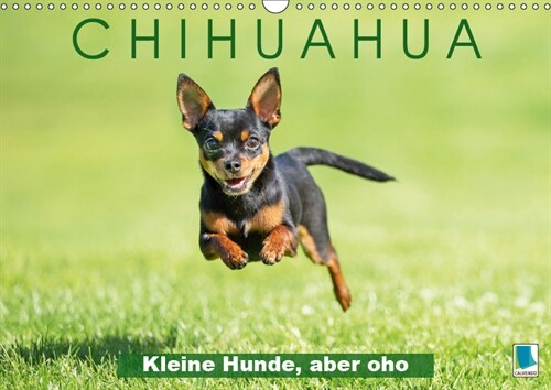 Chihuahua: Kleine Hunde, aber oho (Wandkalender 2019 DIN A3 quer) (Calendar)