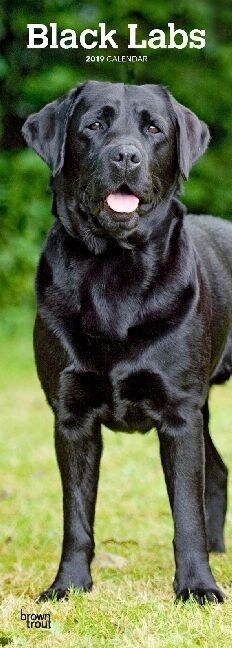 Black Labrador Retrievers 2019 (Calendar)