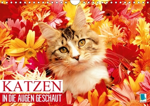 Katzen: in die Augen geschaut (Wandkalender 2019 DIN A4 quer) (Calendar)