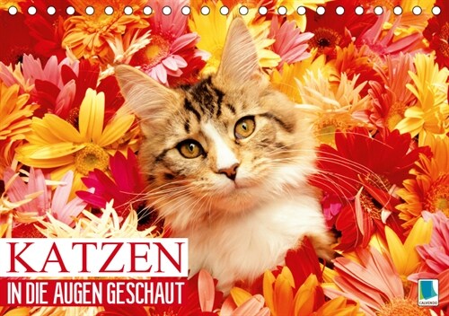 Katzen: in die Augen geschaut (Tischkalender 2019 DIN A5 quer) (Calendar)