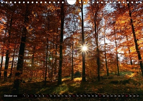 Erleuchtung im Wald (Wandkalender 2018 DIN A4 quer) (Calendar)