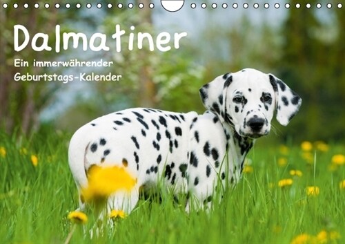 Dalmatiner - Ein immerwahrender Geburtstags-Kalender (Wandkalender immerwahrend DIN A4 quer) (Calendar)