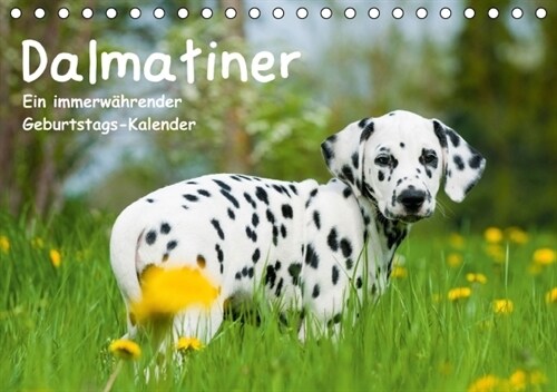 Dalmatiner - Ein immerwahrender Geburtstags-Kalender (Tischkalender immerwahrend DIN A5 quer) (Calendar)