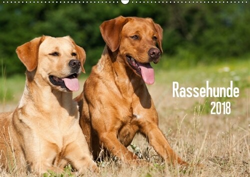 Rassehunde (Wandkalender 2018 DIN A2 quer) (Calendar)