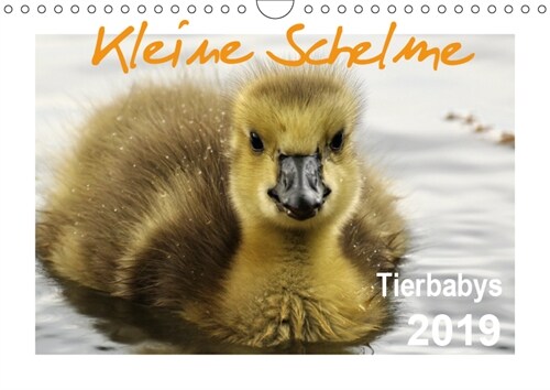 Kleine Schelme - Tierbabys (Wandkalender 2019 DIN A4 quer) (Calendar)