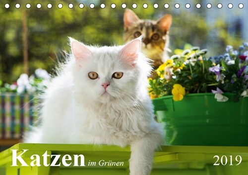 Katzen im Grunen (Tischkalender 2019 DIN A5 quer) (Calendar)