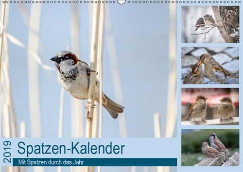 Spatzen-Kalender (Wandkalender 2019 DIN A2 quer) (Calendar)